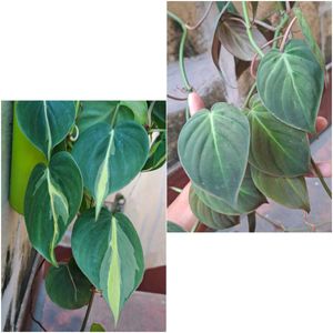 Philodendron Combo Plants