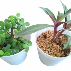 Live Plants With Pots