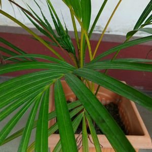 Areca Palm