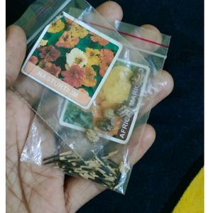 Summer Flower Seeds