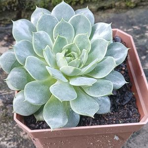 Echeveria