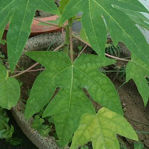 Papaya Sapling