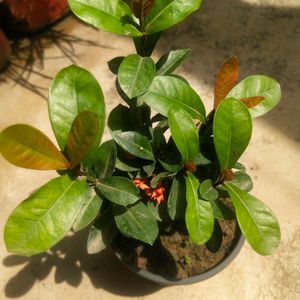 Beautiful Red Ixora Permanent Flowering Plant