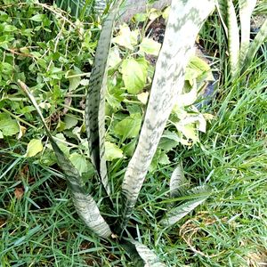 20 Snake Plant