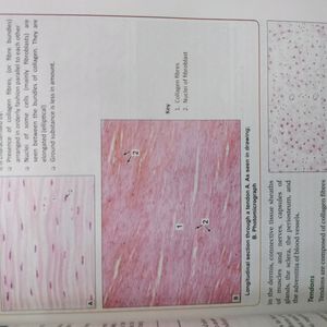 Inderbir Singh's Human Histology Guide