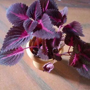 Coleus Plant With Pot