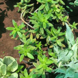 Yellow Sedum Nussbaumerianum