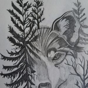 wolf 🐺 drawing