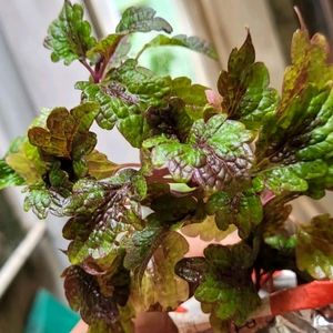 Plectranthus Nitidus Plant 🌵