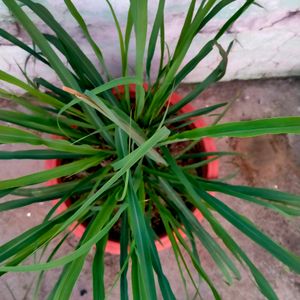 Lemongrass Live Plant