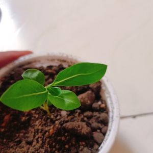 Pink Sadabahar/Vinca Flower Plant