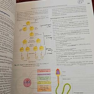 Human Embryology  IB Singh