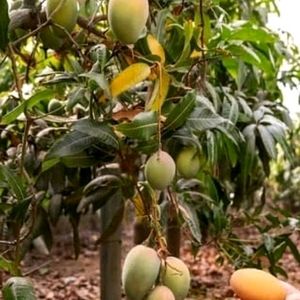 Big 🥭 Mango Plant 🌵