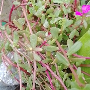 Pink Flower Shapling A Pack Of 3 Cutting