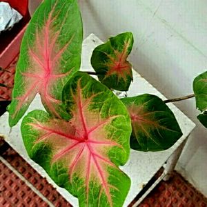 caladium plant