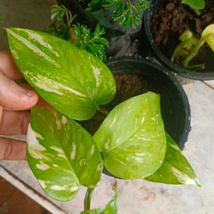 3 Variteys Of Money Plant Without Pot