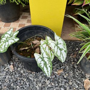 Xmas Caladium Dwarf With Bulb