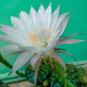 Beautiful Cactus Live Plant