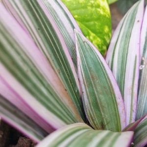 Pink Rhoeo Tradescantia Plant ☘️