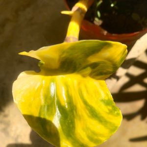 Lemon Meringue  Phothos Rare Money Plant Big Leaf