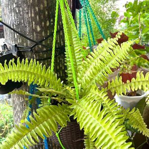 Golden Fern Rooted Live Plants