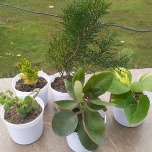 Indoor Plant With Pot