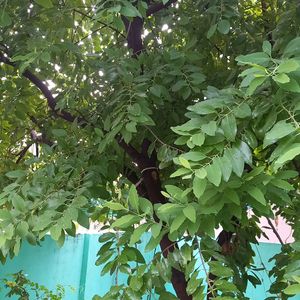 Sandalwood Tree Seeds 5