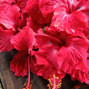 5 Hibiscus Steam