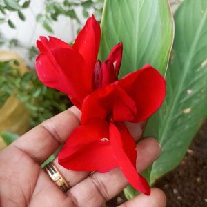 Red Canna Lilly Sapling