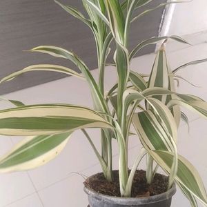 Variegated Bamboo Live Plant