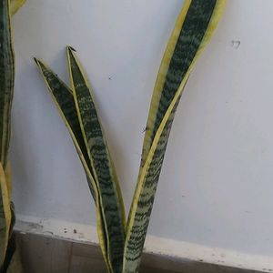 Snake Plant With Pot