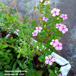 Madagascar Periwinkle