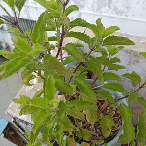 Tulsi Paudha Sale Pickup 1