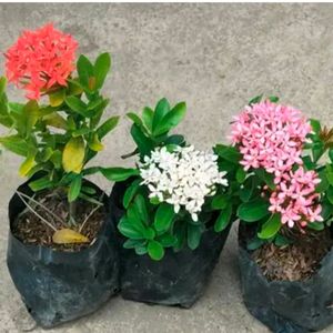 Combo Of 3 Vibrant Colors Ixora Flower Plant