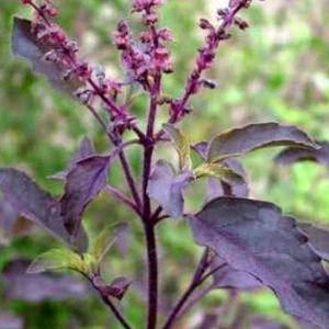 Organic Purple Leaf Basil Seeds ( Krishna/ Shyam Tulsi)