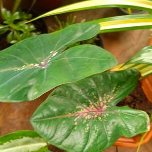 Cordyline Fruticosa Plant+ Caladium Plant Whole