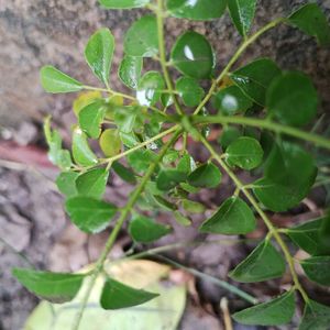 Sweet neem or curry leaves