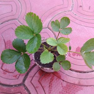 Strawberry 🍓 Live Plant