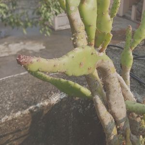 healthy cactus and gold lining Sensevieria Plant