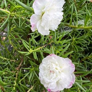 Portulaca Flowers (10 Plants Cuttings)