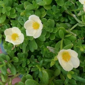 Combo Moss Rose +Gladiflora+9"O'clock