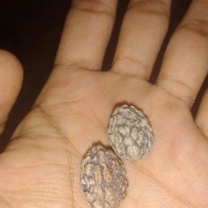 Original Kedarnath Rudraksha Beads