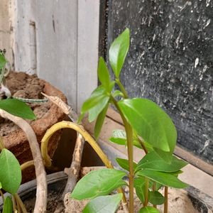 Small Jamun Plant With Roots, No Pot