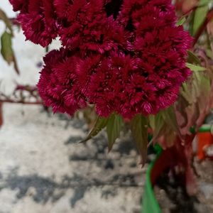 Flowering 🌺🌻🌹🌷 Seeds @ Low Price