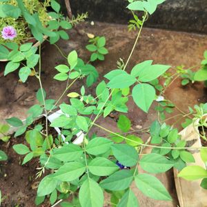 Double Petal Blue Aprajita Plant