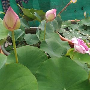 Lotus Plant Rizohme