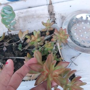 Beautiful Succulent Yellow Sedum