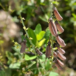 Butterfly Attracting Plant Seed