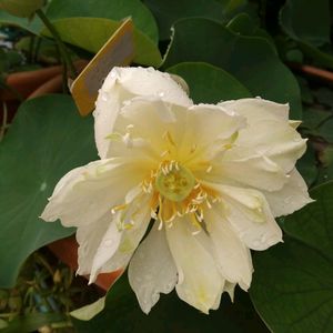 Combo Aquatic Plants Lotus Tuber .