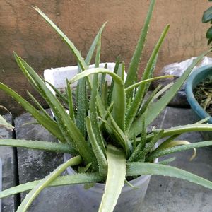 Aloevera Plant